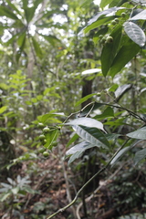 Faramea occidentalis