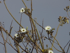Ipomoea murucoides