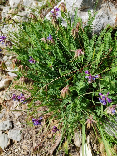 Oxytropis neglecta, photograph 6