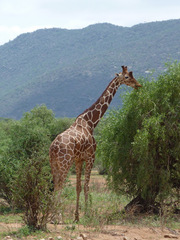 Giraffa camelopardalis reticulata