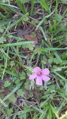 Oxalis hispidula