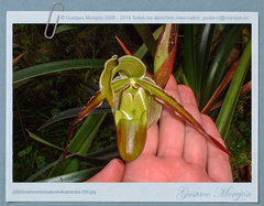 Phragmipedium