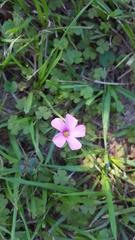 Oxalis hispidula