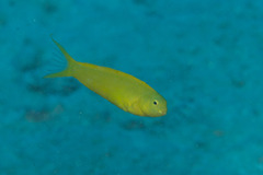 Meiacanthus oualanensis