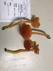Hygrocybe constans