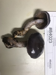 Cortinarius substriatus