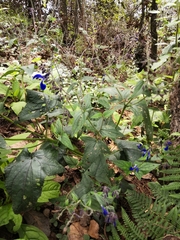 Salvia vitifolia