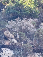 Teucrium heterophyllum, photograph (c) Vítor Jorge, some rights reserved (CC BY)