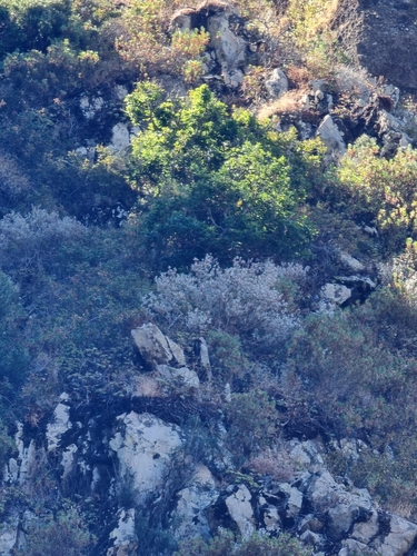 Teucrium heterophyllum, photograph 3
