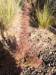 Dysphania graveolens