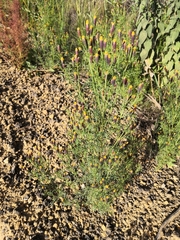 Tagetes coronopifolia