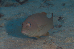 Plectropomus leopardus