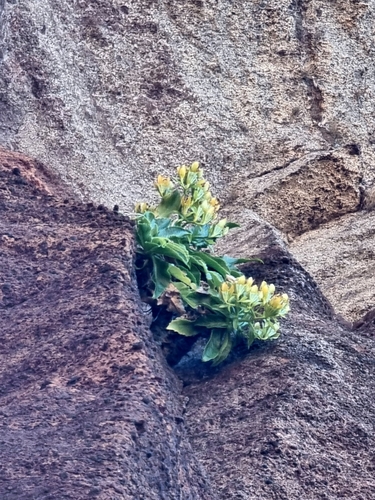 Golden Musschia (Musschia aurea)