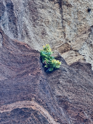 Musschia aurea, photograph 4