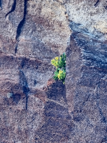 Musschia aurea, photograph 5