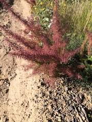 Dysphania graveolens