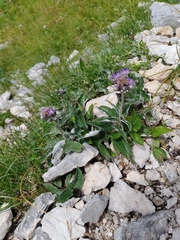 Saussurea discolor, photograph (c) Ljaž, some rights reserved (CC BY)
