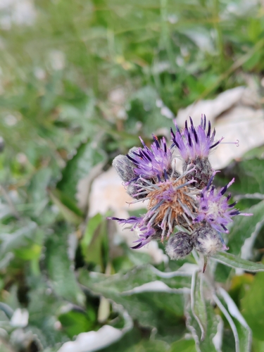 Saussurea discolor, photograph 3
