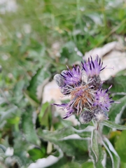 Saussurea discolor, photograph (c) Ljaž, some rights reserved (CC BY)