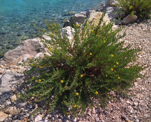 Golden Samphire