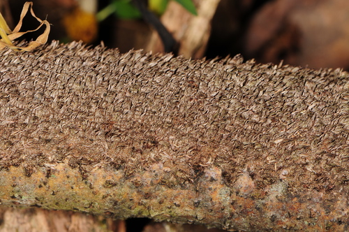 brown-toothed crust fungus