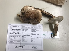 Tricholoma dulciolens