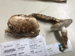 Tricholoma dulciolens