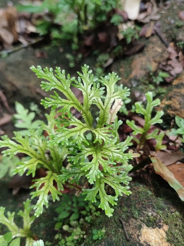Selaginella doederleinii iNat (2)