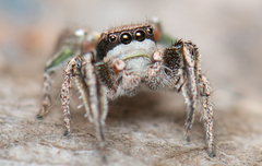 Habronattus klauseri