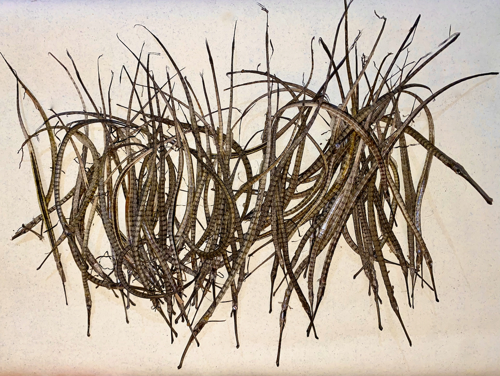 Brushtail pipefish (Leptoichthys fistularius) — Syngnathidae