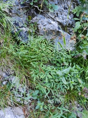 Laserpitium peucedanoides, photograph (c) Ljaž, some rights reserved (CC BY)