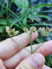 Laserpitium peucedanoides, photograph (c) Ljaž, some rights reserved (CC BY)