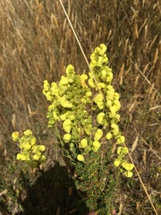 Calceolaria ericoides
