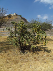 Cylindropuntia imbricata