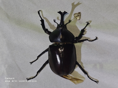 Japanese Rhinoceros Beetle