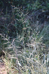 Poaceae