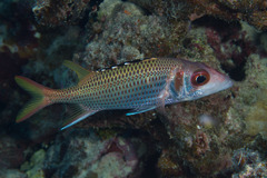 Neoniphon opercularis