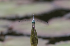 Micrathyria aequalis