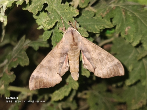 Marumba gaschkewitschii