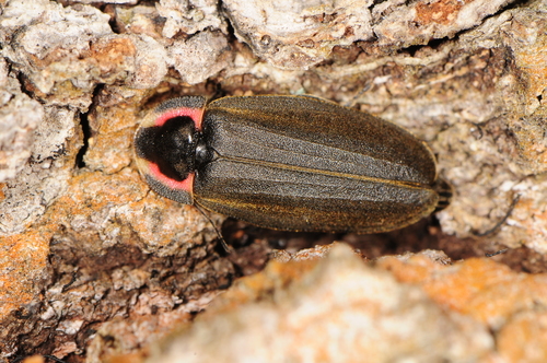 Winter Firefly, photo 2 of 9