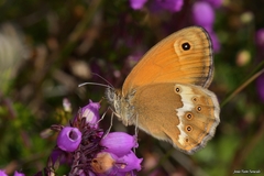 Coenonympha dorus