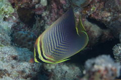 Chaetodon baronessa