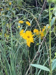 Coreopsis grandiflora