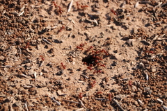 Pogonomyrmex barbatus