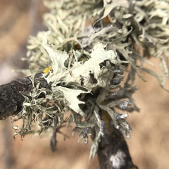 Ramalina canariensis