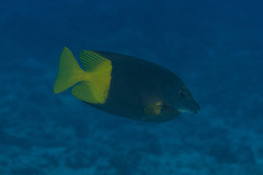 Siganus uspi