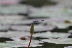 Micrathyria aequalis
