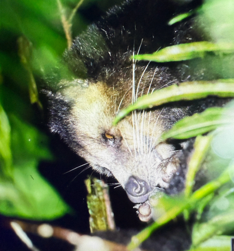 Paguma larvata