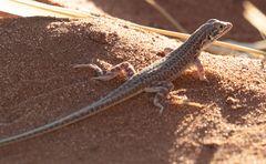 Meroles suborbitalis