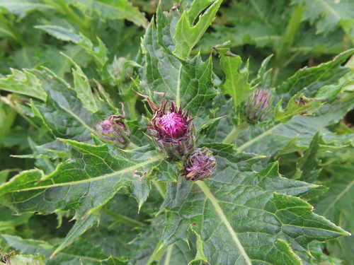 Cirsium ugoense iNat (1)